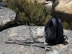 Aspalathus altissima