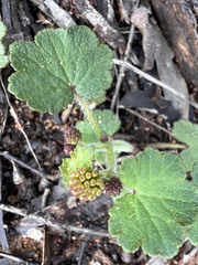 Hydrocotyle laxiflora