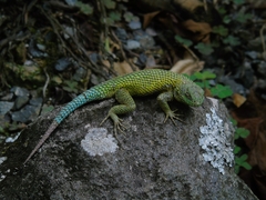Sceloporus malachiticus