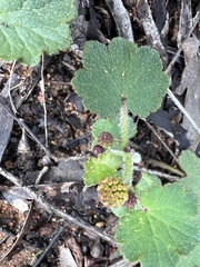 Hydrocotyle laxiflora