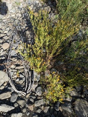 Heterotheca oregona
