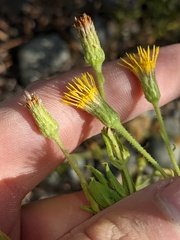 Heterotheca oregona