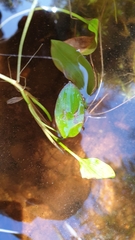 Potamogeton cheesemanii