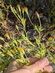 Heterotheca oregona