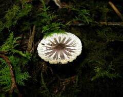 Lepiota atrodisca