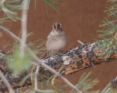 Zonotrichia leucophrys
