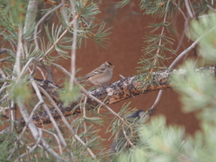 Zonotrichia leucophrys