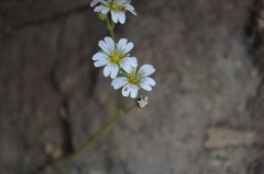 Cerastium arvense