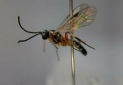Cryptinae