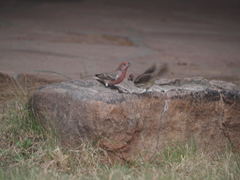 Haemorhous mexicanus