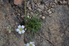 Cerastium arvense