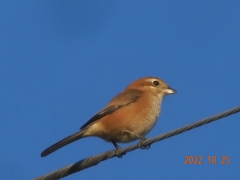 Lanius bucephalus