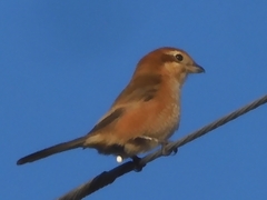 Lanius bucephalus