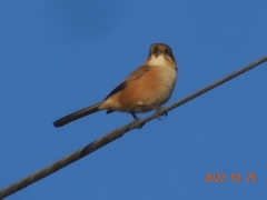Lanius bucephalus