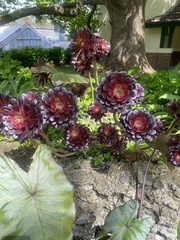 Aeonium arboreum