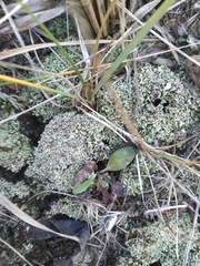 Cladonia strepsilis
