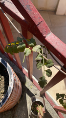 Campsis radicans