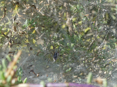 Agelena labyrinthica