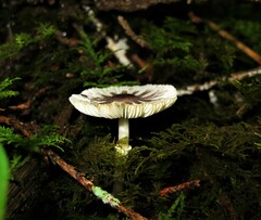 Lepiota atrodisca