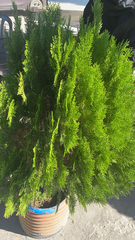 Platycladus orientalis