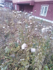 Cirsium arvense