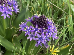 Scilla