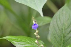 Rhynchoglossum obliquum