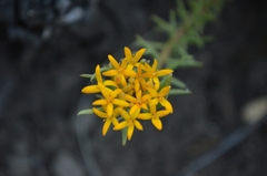 Quinchamalium chilense