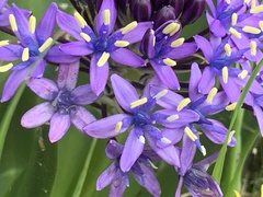 Scilla
