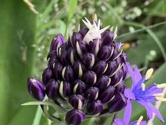 Scilla