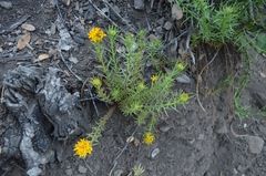 Quinchamalium chilense