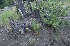 Quinchamalium chilense