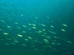 Trachurus symmetricus