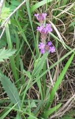 Verbena rigida