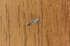 Argyresthia thuiella
