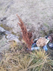 Rumex pseudonatronatus