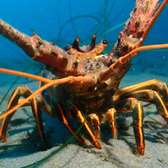 Panulirus interruptus