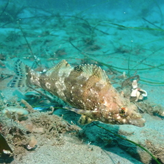 Oxylebius pictus