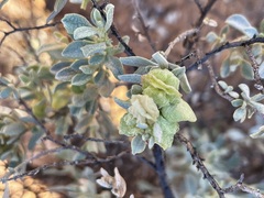 Atriplex vesicaria
