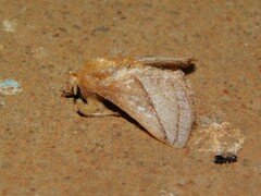 Neomocena convergens