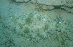 Paralichthys californicus