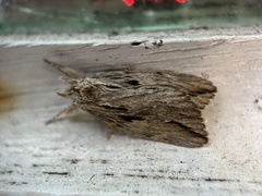 Ecnomodes sagittaria