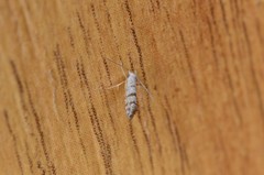 Argyresthia thuiella