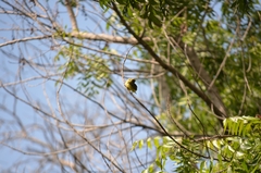 Euphonia affinis