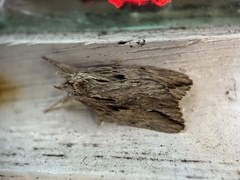 Ecnomodes sagittaria