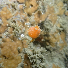 Pyuridae