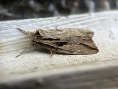 Ecnomodes sagittaria