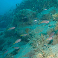 Chromis punctipinnis