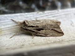 Ecnomodes sagittaria