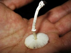 Lepiota atrodisca